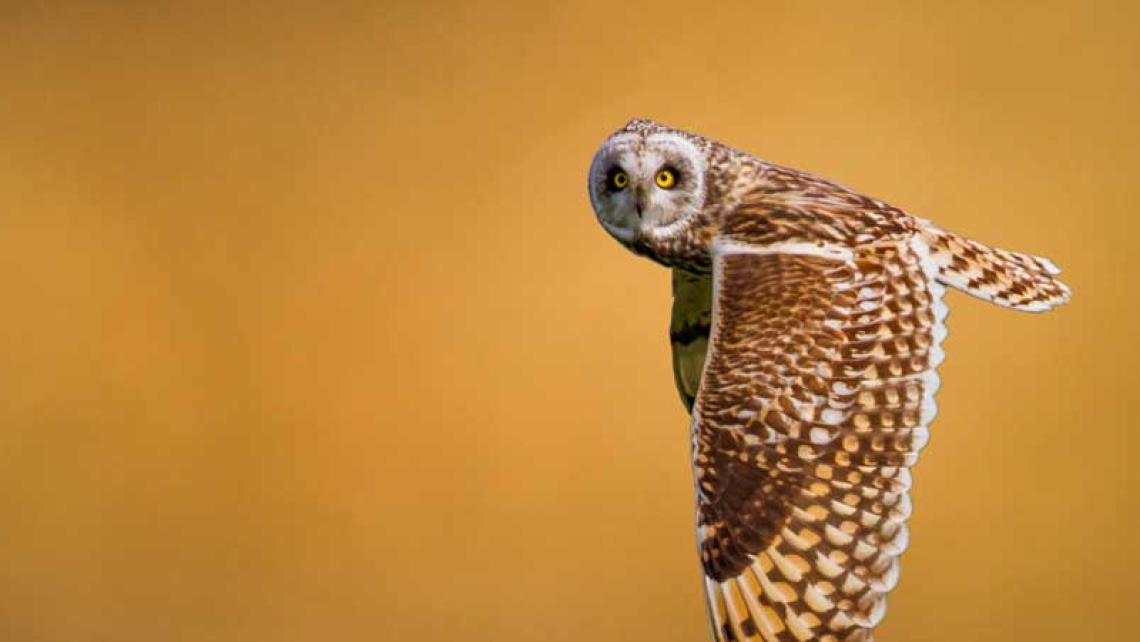 شركة تصميم مواقع إنترنت  - فيحين ويب